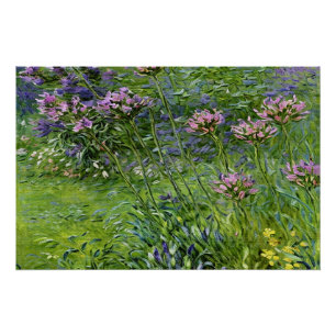 Weelderige en levendige afbeelding van Agapanthus- Perfect Poster