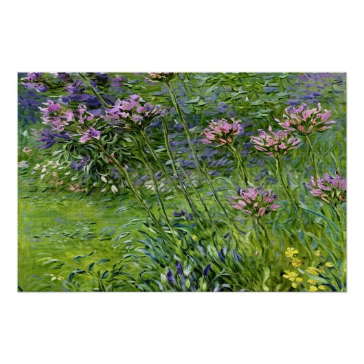 Weelderige en levendige afbeelding van Agapanthus- Perfect Poster (Voorkant)