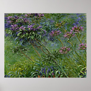 Weelderige en levendige afbeelding van Agapanthus- Poster