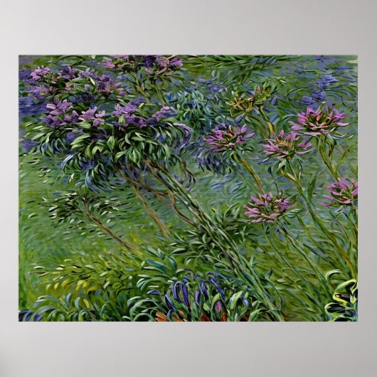 Weelderige en levendige afbeelding van Agapanthus- Poster (Voorkant)