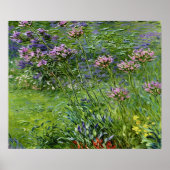 Weelderige en levendige afbeelding van Agapanthus- Poster (Voorkant)