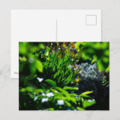 Weelderige groene tuin briefkaart (Voorkant / Achterkant)