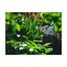 Weelderige groene tuin