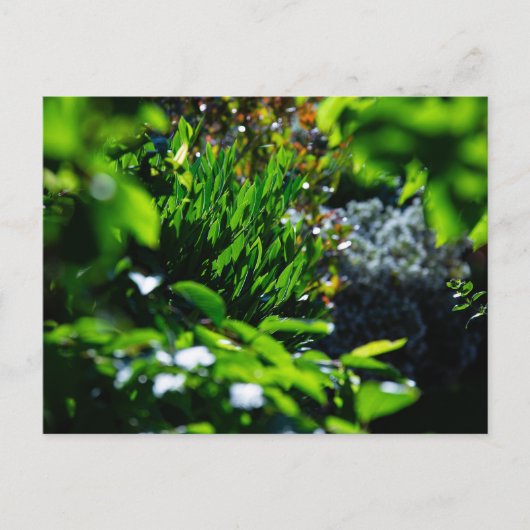 Weelderige groene tuin briefkaart (Voorkant)