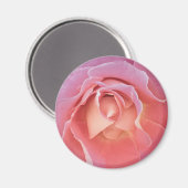 Weelderige Roze Roos Magneet (Voorkant / Achterkant)