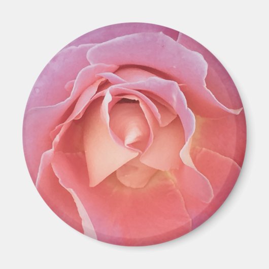 Weelderige Roze Roos Magneet (Voorkant)
