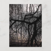 WEEPENDE WILLOW BOMEN BRIEFKAART (Voorkant)