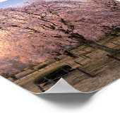 Weeping Cherry Blossom at Sunset – Art Print (Hoek)