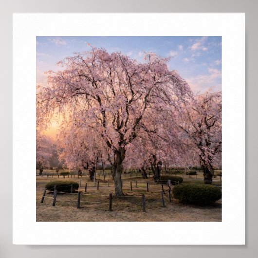 Weeping Cherry Blossom at Sunset – Art Print (Voorkant)