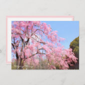 Weeping Cherry: Flat Card (Voorkant / Achterkant)