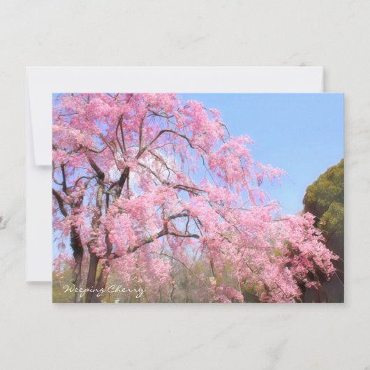 Weeping Cherry: Flat Card (Voorkant)