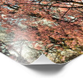 Weeping cherry tree blossoming, Ohio Foto Afdruk (Hoek)