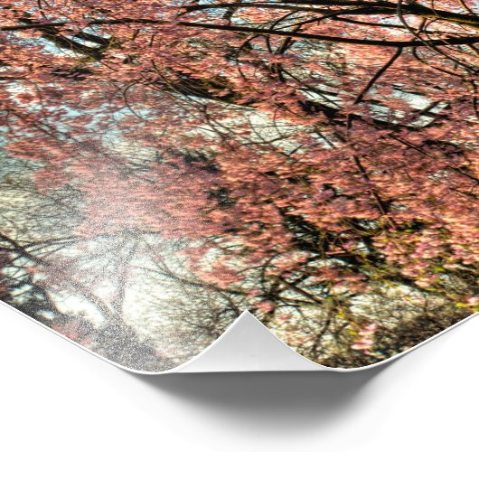 Weeping cherry tree blossoming, Ohio Foto Afdruk (Hoek)