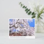 Weeping cherry tree ("Nara Ichiban-Zakura") ポストカード Briefkaart (Staand voorkant)
