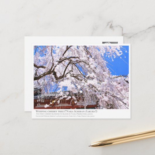 Weeping cherry tree ("Nara Ichiban-Zakura") ポストカード Briefkaart (Voorkant / Achterkant in situ)