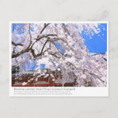 Weeping cherry tree ("Nara Ichiban-Zakura") ポストカード Briefkaart (Voorkant)