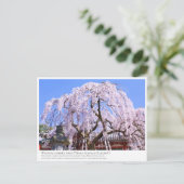 Weeping cherry tree ("Nara Ichiban-Zakura") ポストカード Briefkaart (Staand voorkant)