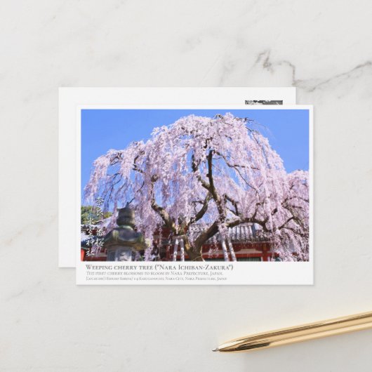 Weeping cherry tree ("Nara Ichiban-Zakura") ポストカード Briefkaart (Voorkant / Achterkant in situ)