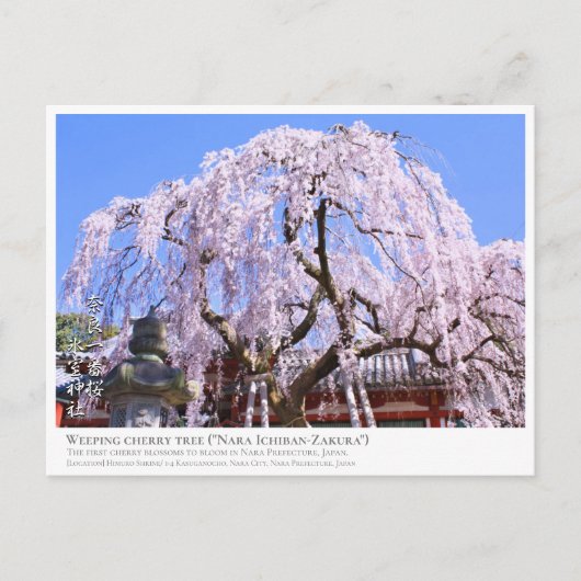 Weeping cherry tree ("Nara Ichiban-Zakura") ポストカード Briefkaart (Voorkant)