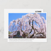 Weeping cherry tree ("Nara Ichiban-Zakura") ポストカード Briefkaart (Voorkant / Achterkant)