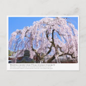 Weeping cherry tree ("Nara Ichiban-Zakura") ポストカード Briefkaart (Voorkant)