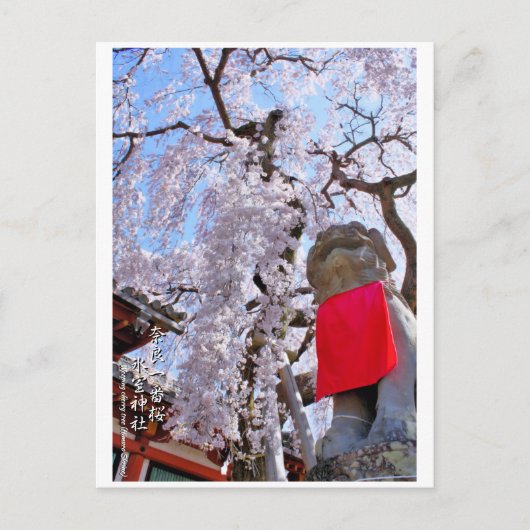 Weeping cherry tree ("Nara Ichiban-Zakura") ポストカード Briefkaart (Voorkant)