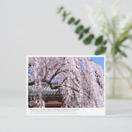 Weeping cherry tree ("Nara Ichiban-Zakura") ポストカード Briefkaart (Staand voorkant)