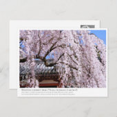 Weeping cherry tree ("Nara Ichiban-Zakura") ポストカード Briefkaart (Voorkant / Achterkant)