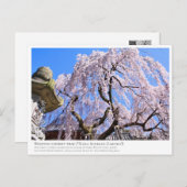 Weeping cherry tree ("Nara Ichiban-Zakura") ポストカード Briefkaart (Voorkant / Achterkant)