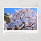 Weeping cherry tree ("Nara Ichiban-Zakura") ポストカード Briefkaart (Voorkant)