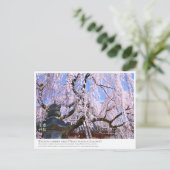 Weeping cherry tree ("Nara Ichiban-Zakura") ポストカード Briefkaart (Staand voorkant)