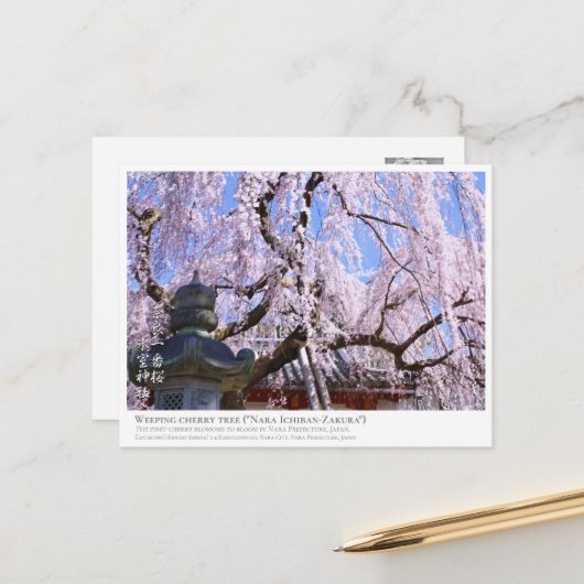 Weeping cherry tree ("Nara Ichiban-Zakura") ポストカード Briefkaart (Voorkant / Achterkant in situ)
