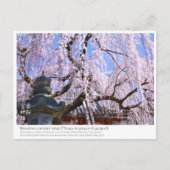 Weeping cherry tree ("Nara Ichiban-Zakura") ポストカード Briefkaart (Voorkant)