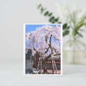 Weeping cherry tree ("Nara Ichiban-Zakura") ポストカード Briefkaart (Staand voorkant)