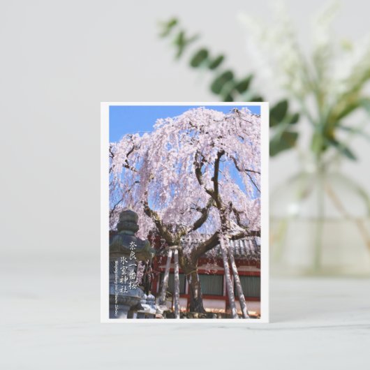 Weeping cherry tree ("Nara Ichiban-Zakura") ポストカード Briefkaart (Staand voorkant)