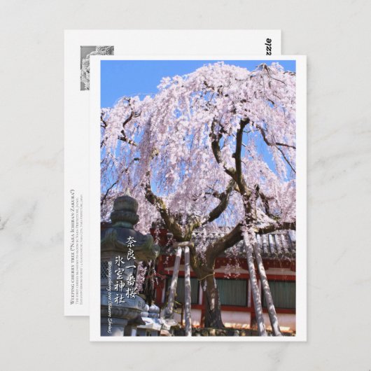 Weeping cherry tree ("Nara Ichiban-Zakura") ポストカード Briefkaart (Voorkant / Achterkant)