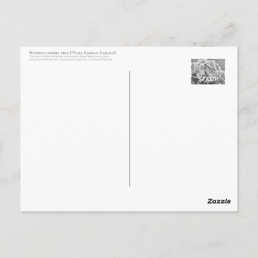 Weeping cherry tree ("Nara Ichiban-Zakura") ポストカード Briefkaart (Achterkant)