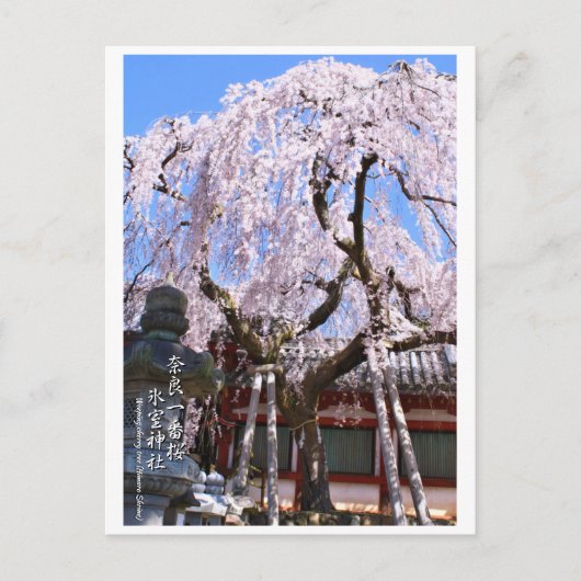 Weeping cherry tree ("Nara Ichiban-Zakura") ポストカード Briefkaart (Voorkant)