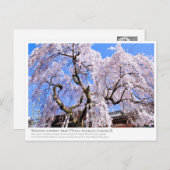 Weeping cherry tree ("Nara Ichiban-Zakura") ポストカード Briefkaart (Voorkant / Achterkant)