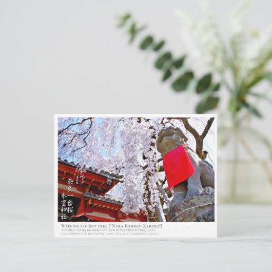 Weeping cherry tree ("Nara Ichiban-Zakura") ポストカード Briefkaart (Staand voorkant)