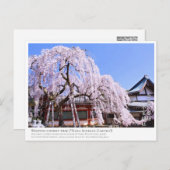 Weeping cherry tree ("Nara Ichiban-Zakura") ポストカード Briefkaart (Voorkant / Achterkant)