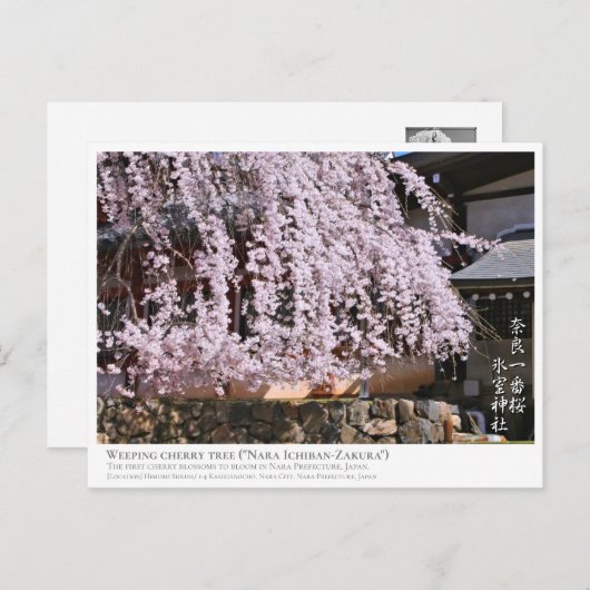 Weeping cherry tree ("Nara Ichiban-Zakura") ポストカード Briefkaart (Voorkant / Achterkant)