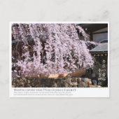 Weeping cherry tree ("Nara Ichiban-Zakura") ポストカード Briefkaart (Voorkant)