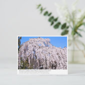 Weeping cherry tree ("Nara Ichiban-Zakura") ポストカード Briefkaart (Staand voorkant)