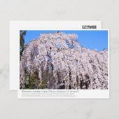 Weeping cherry tree ("Nara Ichiban-Zakura") ポストカード Briefkaart (Voorkant / Achterkant)