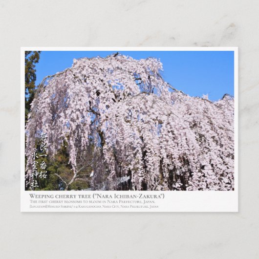 Weeping cherry tree ("Nara Ichiban-Zakura") ポストカード Briefkaart (Voorkant)