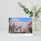 Weeping cherry tree ("Nara Ichiban-Zakura") ポストカード Briefkaart (Staand voorkant)