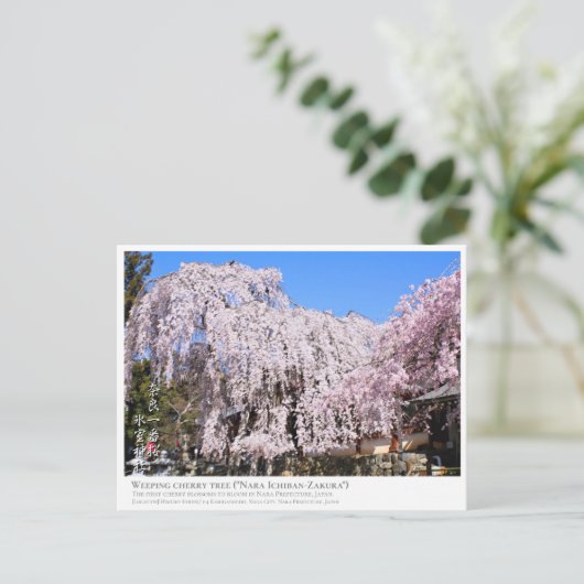 Weeping cherry tree ("Nara Ichiban-Zakura") ポストカード Briefkaart (Staand voorkant)