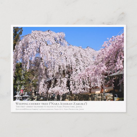 Weeping cherry tree ("Nara Ichiban-Zakura") ポストカード Briefkaart (Voorkant)