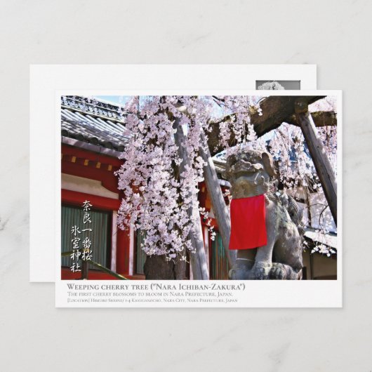 Weeping cherry tree ("Nara Ichiban-Zakura") ポストカード Briefkaart (Voorkant / Achterkant)